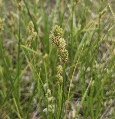Plains Oval Sedge (Carex brevior)