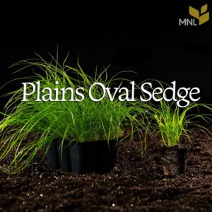 Plains Oval Sedge (Carex brevior)