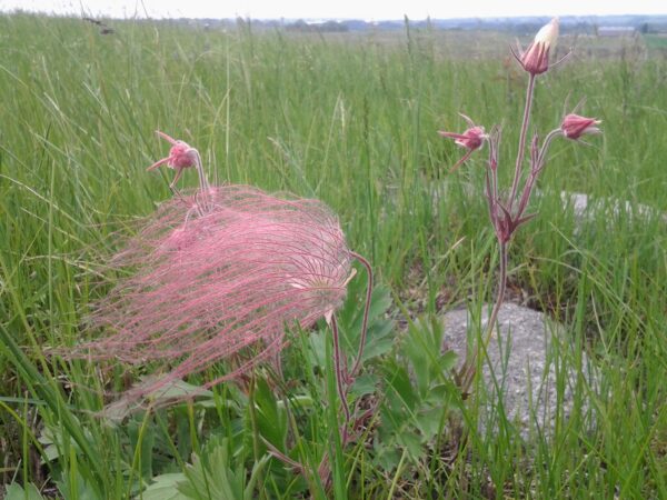 Prairie Smoke (Geum triflorum) Six-pack - Image 4