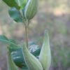 Common Milkweed (Asclepias syriaca) - Image 2