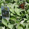 MNL Bee Lawn - Image 2