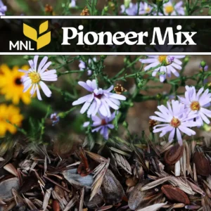 Pioneer native seed mix with early successional wildflowers for Midwest restoration