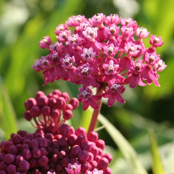 Pink Rose Milkweed blooms