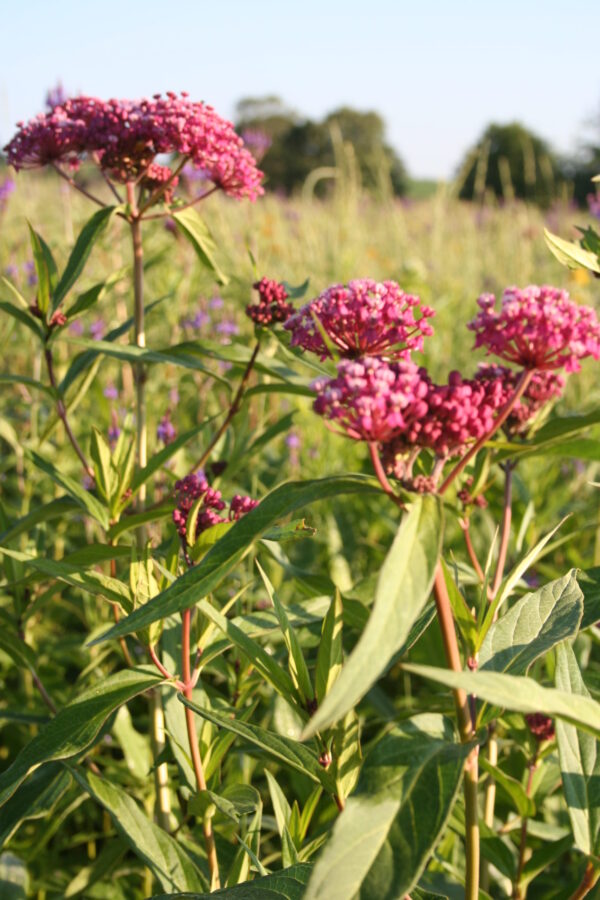 Rose Milkweed (Asclepias incarnata) - Image 2