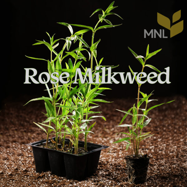 Rose Milkweed (Asclepias incarnata) - Image 4