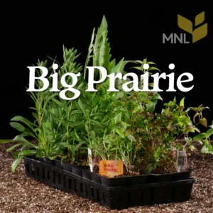 Big Prairie native plant kit with mixed Midwest prairie species in a nursery tray