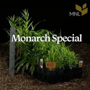 Monarch Special native plant kit with Midwest native species in a nursery tray