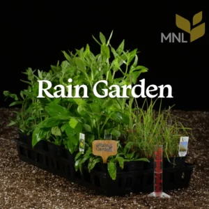 Rain Garden native plant kit with Midwest moisture-tolerant species in a nursery tray