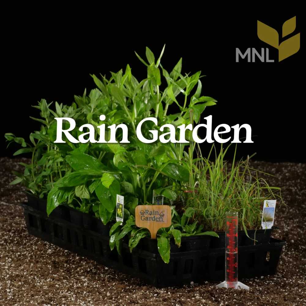 Rain Garden native plant kit with Midwest moisture-tolerant species in a nursery tray