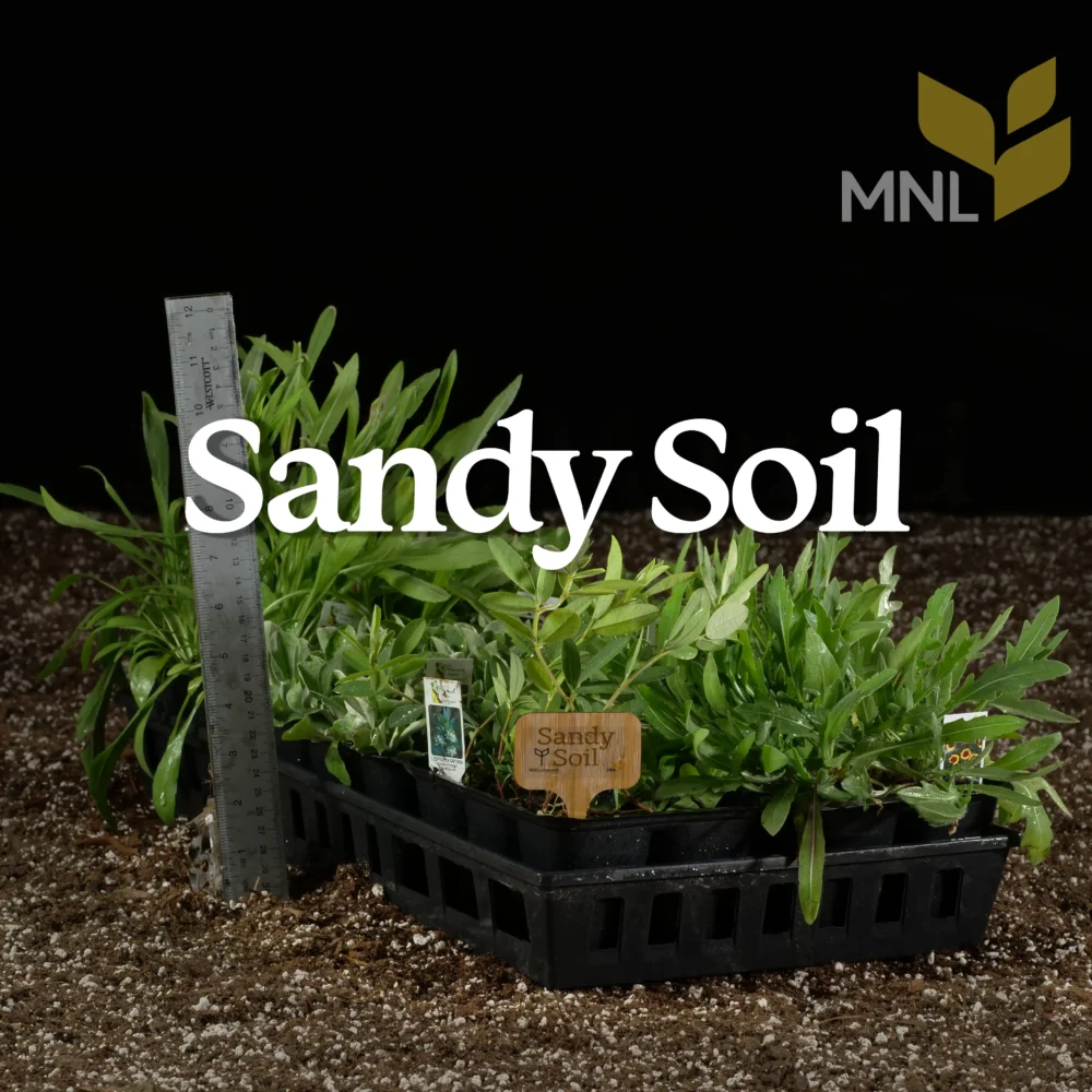 Sandy Soil native plant kit with Midwest drought-tolerant species in a nursery tray