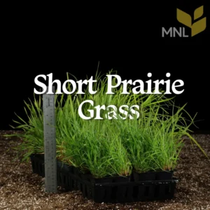 Short prairie grass native to Minnesota growing in nursery plug trays with ruler showing plant height