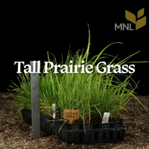 Tall Prairie Grass native plant kit with Midwest tallgrass prairie species in a nursery tray