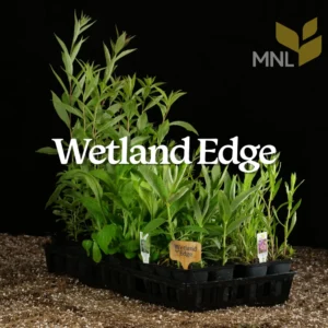 Wetland Edge native plant kit with Midwest moisture-tolerant species in a nursery tray