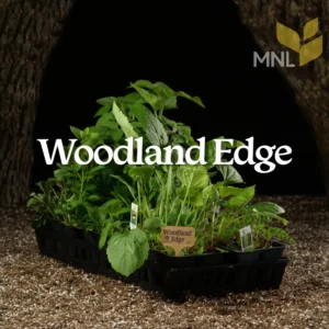 Woodland Edge native plant kit with Midwest shade-tolerant species in a nursery tray
