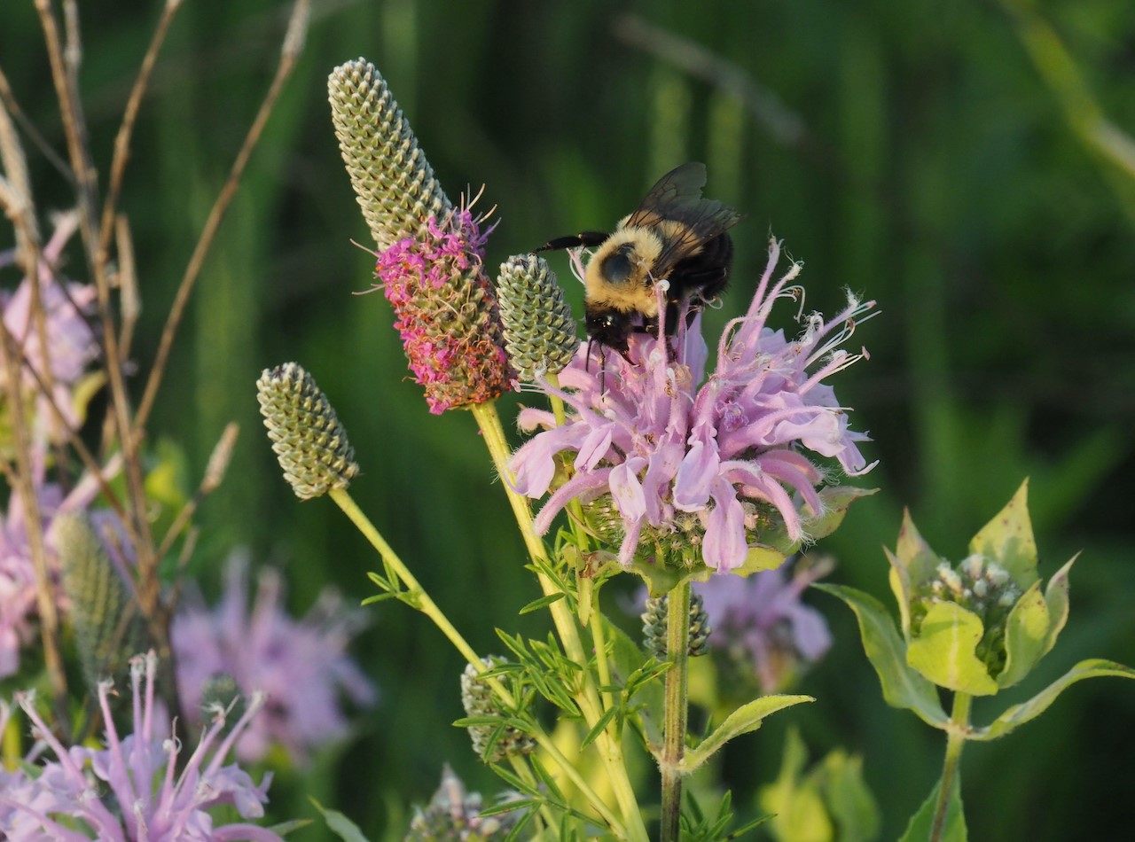 Lawns to Legumes | Pollinator Plant & Wildflower Seed Kits | MNL