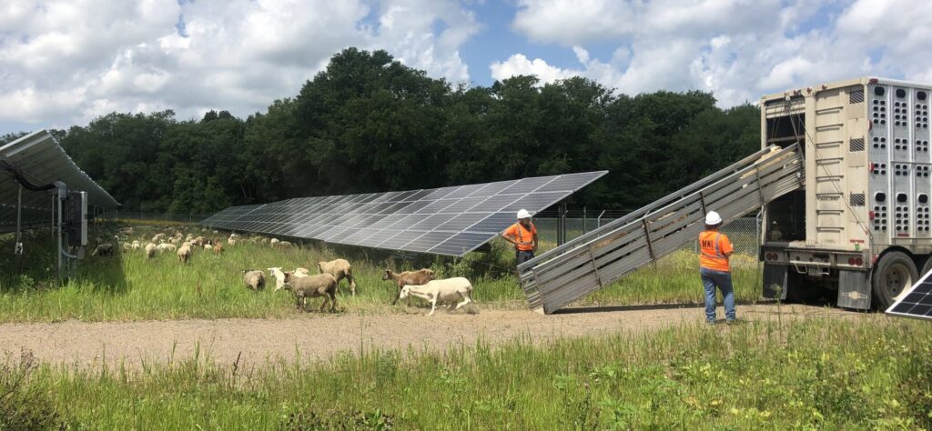 sheep being unloaded at a solar energy site