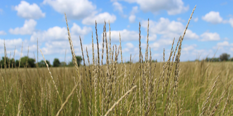 wild grass krenza