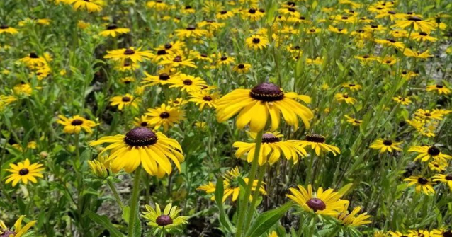 yellow wild flowers
