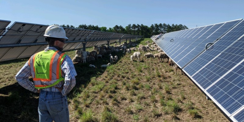 animals grazing amongst solar panels