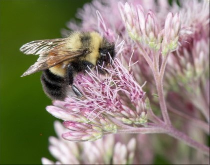 honey bee on wild flower