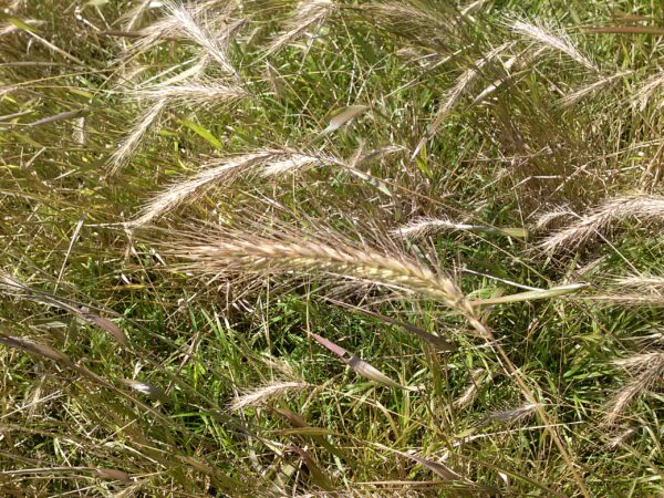 Silky Wild Rye (Elymus villosus) - Image 3