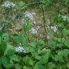 Large-leaved Aster (Eurybia macrophylla) Six-pack - Image 2