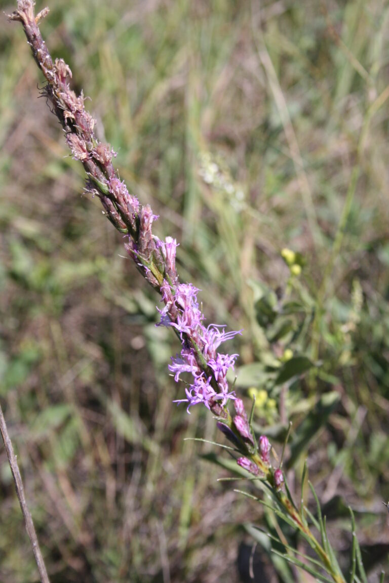 Dotted Blazing Star (Liatris punctata) - MNL: Heal the Earth