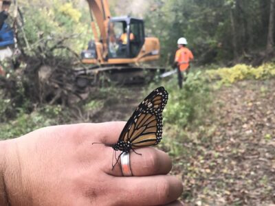 Monarch butterfly on worker's hand