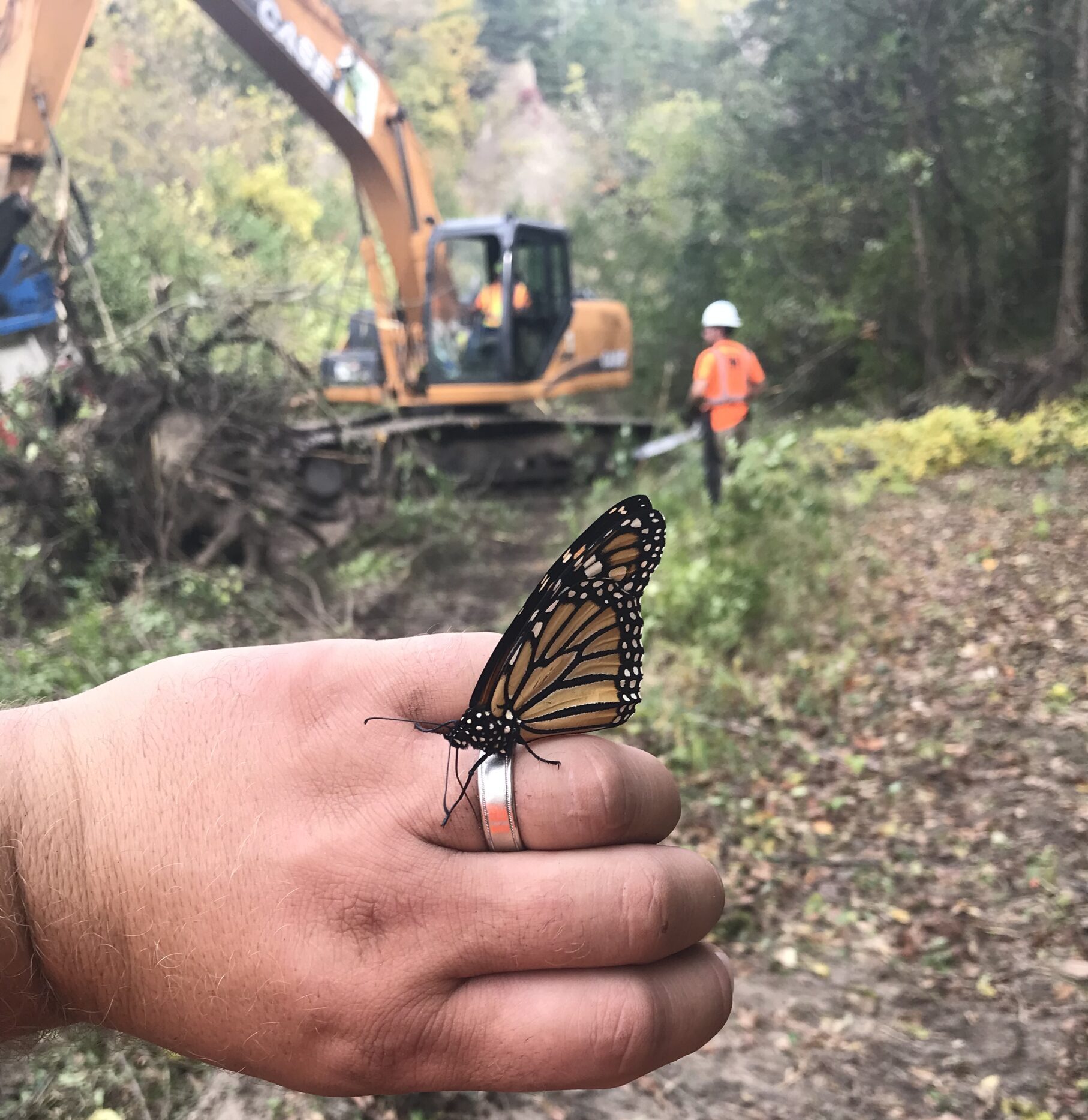 Monarch butterfly on worker's hand