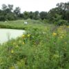 MNL Lakeshore Mix - Image 5