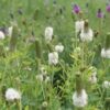 MNL Economy Backyard Prairie Mix - Image 4