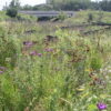 MNL Stormwater Basin Mix
