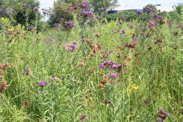 MNL Wet Prairie Mix - Image 6