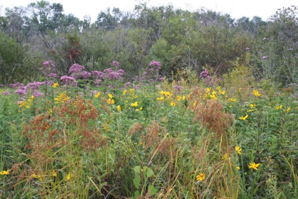 MNL Wet Prairie Mix - Image 5