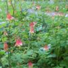 Part Shade Garden Kit - Image 3