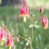 Part Shade Garden Kit - Image 2