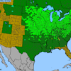 Common Milkweed (Asclepias syriaca) - Image 3