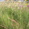 MNL Economy Backyard Prairie Mix