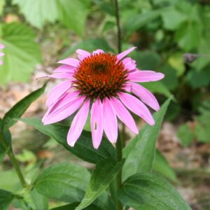 Purple coneflower in full bloom