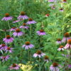 Purple Coneflower (Echinacea purpurea) Six-pack - Image 2