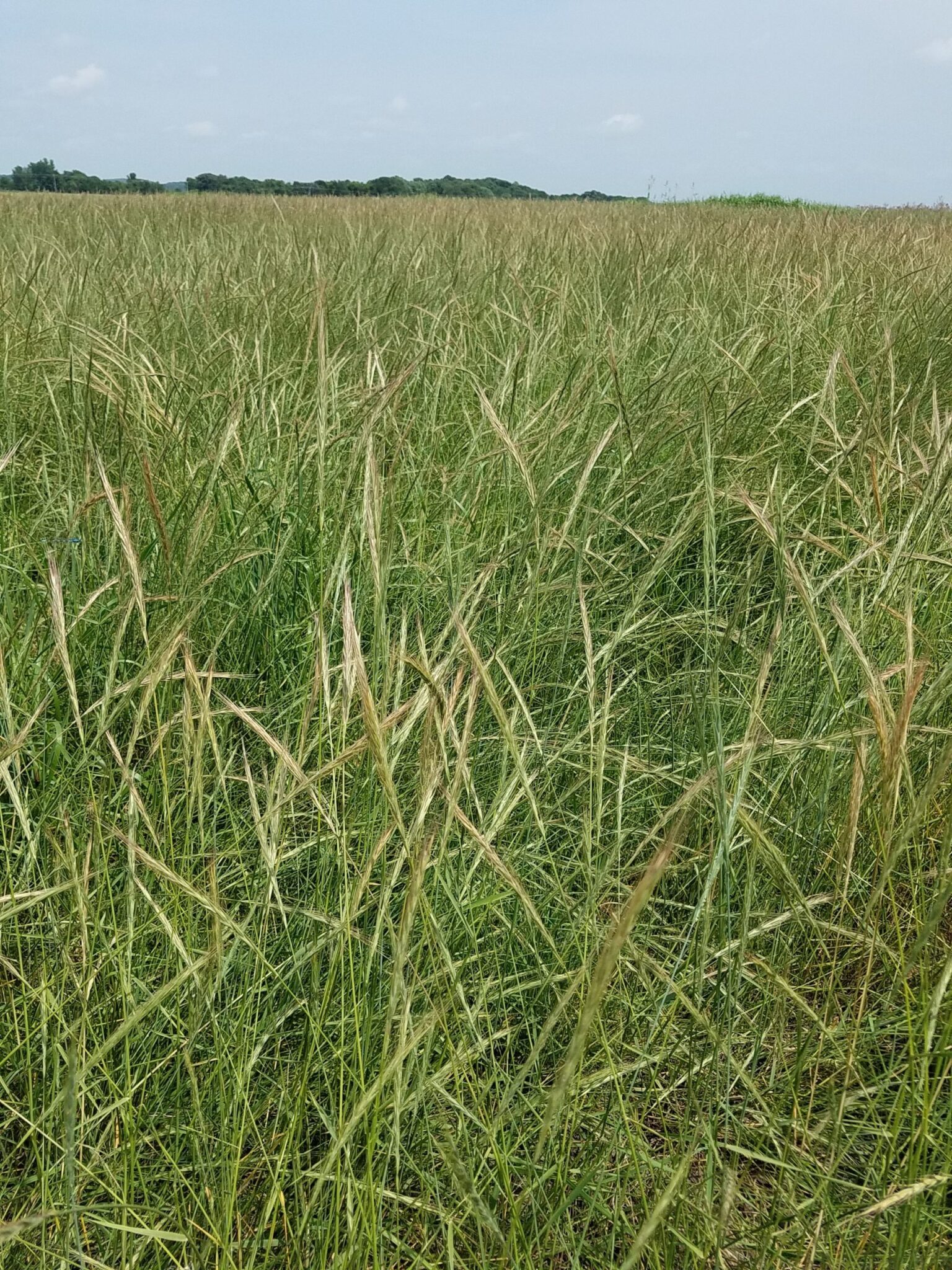 Slender Wheatgrass Elymus Trachycaulus 