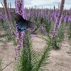 Prairie Blazing Star (Liatris pycnostachya) - Image 2
