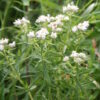 White flowers on Mountain Mint Plant