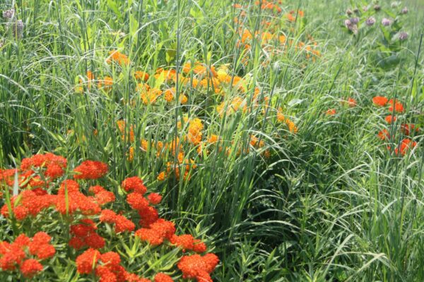 MNL Upland Dry Prairie Mix - Image 4