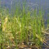 Common Rush in wetland habitat