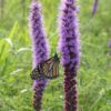 Prairie Blazing Star (Liatris pycnostachya)