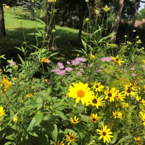 Pollinator Meadow Plant + Seed Bundle