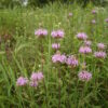 Wild Bergamot (Monarda fistulosa) - Image 2
