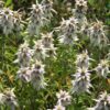 Spotted Bee Balm (Monarda punctata) Six-pack - Image 2