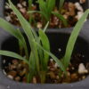 Switchgrass (Panicum virgatum) Six-pack - Image 4